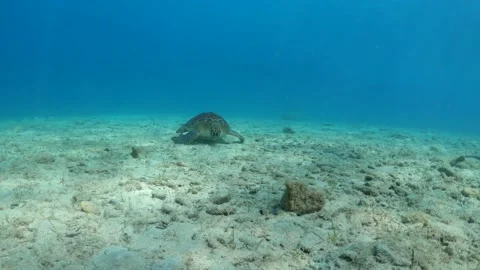 Slow motion of underwater video of turtle on sea ​​bottom Stock Footage 211179410