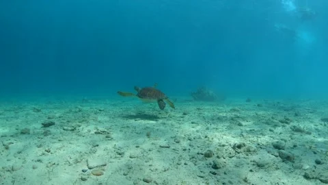 Slow motion of underwater video of turtle on sea ​​bottom Stock Footage 211179528