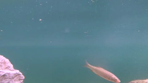 Slow motion underwater view of common chub or European chub fish swimming Stock Footage 135174733