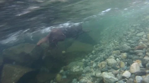 Slow motion underwater view of a dog swimming Stock Footage 41454057