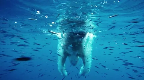 Slow motion underwater view of man diving into water amongst school of fish Vidéo 49853959
