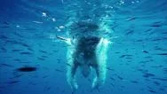 Slow Motion Underwater View Of Man Diving Into Water Amongst School Of Fish Stock Footage