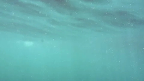 Slow-motion underwater view of ocean life with sun rays filtering through. Stock Footage 251325034