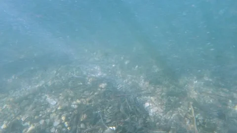 Slow motion underwater view of pebbles and dead tree branches Stock Footage 135175527