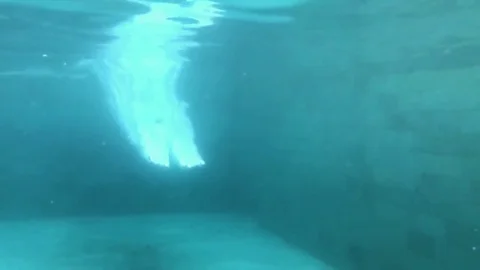 SLOW MOTION. Underwater view of professional male swimmer diving into blue water Stock Footage 72771572