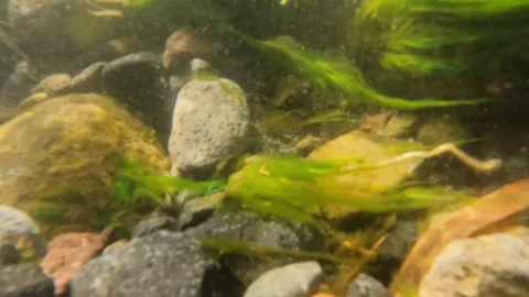 Slow motion underwater view of river rocks covered with green moss Stock-Footage 320920767
