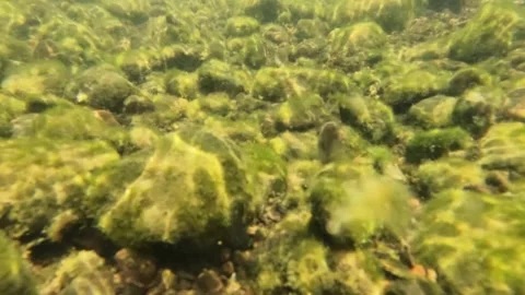 Slow motion underwater view of the sparkling sunlight at the bottom of a cle Stock Footage 323149814