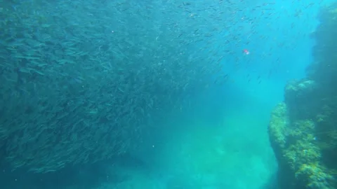 Slow motion underwater view to a storm of thousands sardine fish schooling in tu Stock Footage 312403453