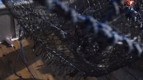 Slow motion of unloading of fresh catch of large fish at fishing boat deck, USA Stock Footage 138893338