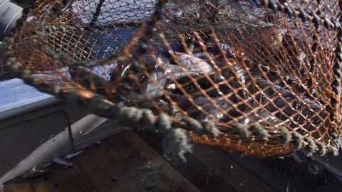 Slow motion of unloading of fresh catch of large fish at fishing boat deck, USA Stock Footage 138893383