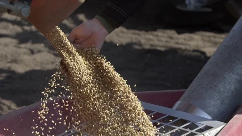 Slow motion of unloading wheat in the tractor trailer for sowing land. Stock Footage 106450832