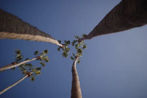 Slow Motion Upward View of Tall Palm Trees Against Clear Sky Stock Footage 299968467