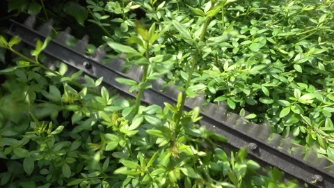 Slow motion - Using hedge trimmer on a green hydrangea bush. Video stock 130384614