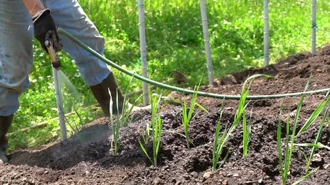 A slow motion of a vegetables field that is watered by the farmer. 库存影片 111399204