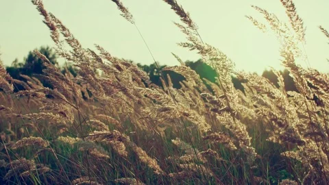 Slow motion of vernal grass at sunset with bokeh. Stock Footage 115509941