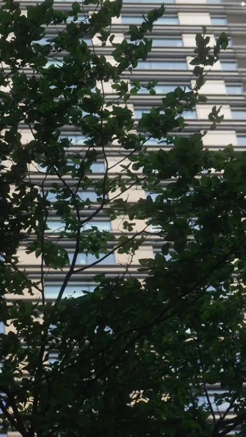 Slow Motion Vertical Clip: Pine Branches &amp; City Skyscraper in Background Stock Footage 308934957