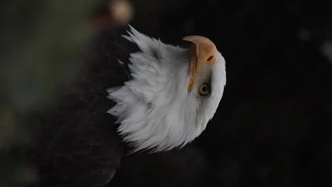 Slow-motion vertical footage of a bald eagle looking around at its Stock Footage 287703557
