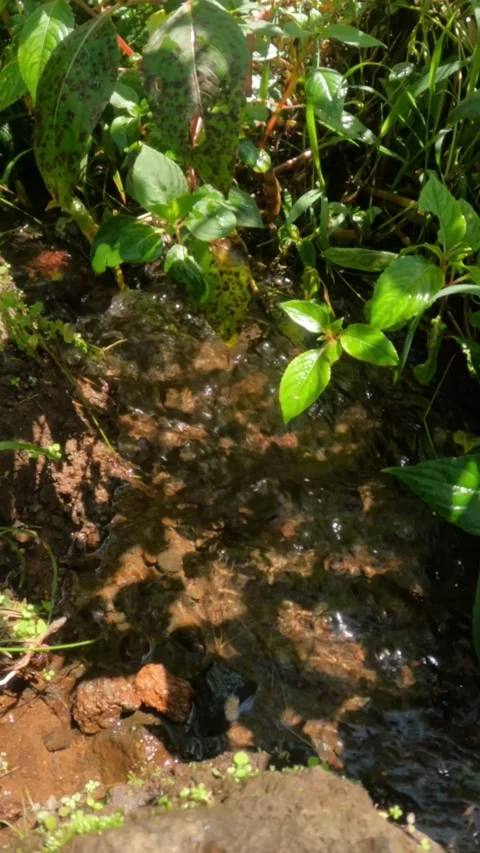 Slow motion vertical footage of a mountain creek overgrown with green grass Stock Footage 319812697