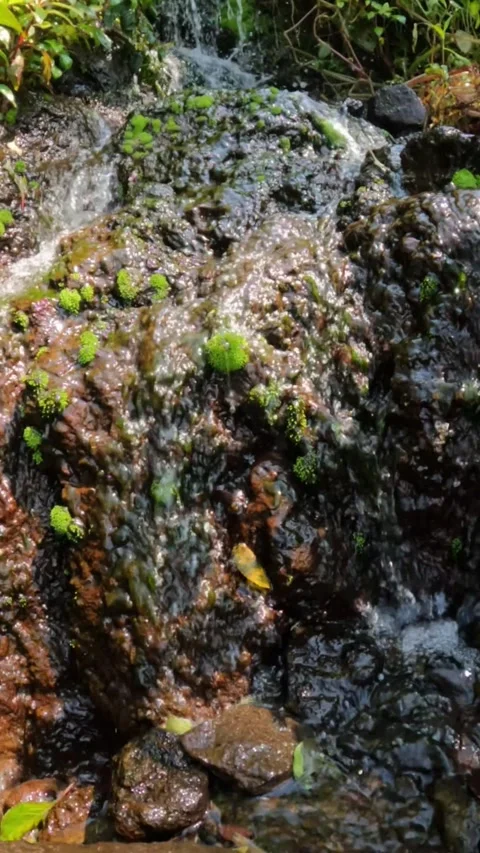 Slow motion vertical footage of a small mountain waterfall covered with  moss Stock Footage 319812702