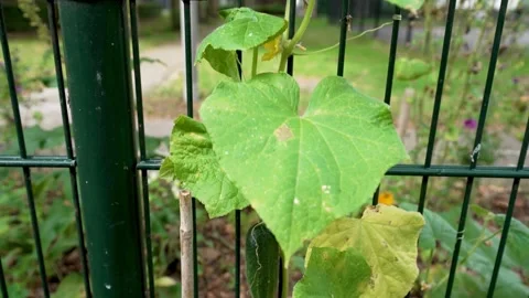 Slow Motion Vertical Pan of Cucumber Vine Showing Growth Stages on Fence Stock Footage 313048807