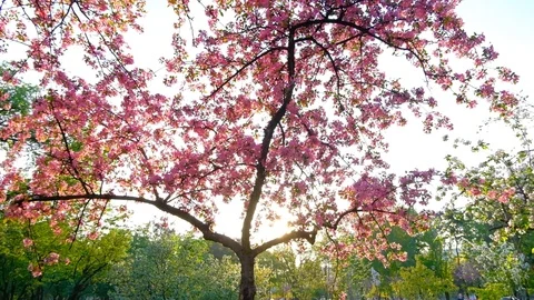 Slow motion vertical panning pink sakura trees in spring park 스톡 동영상 102775996