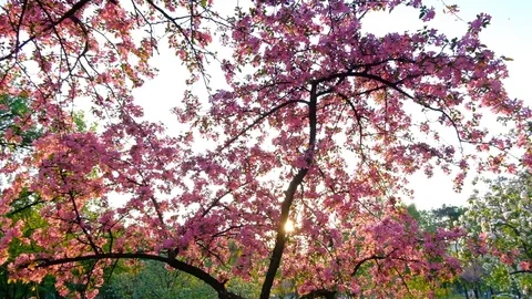 Slow motion vertical panning pink sakura trees in spring park Stock Footage 102776114