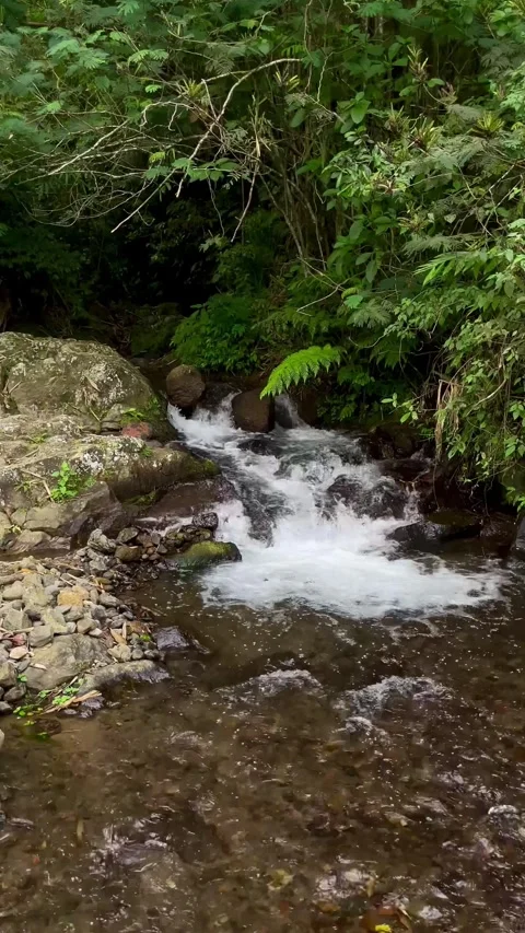 Slow motion vertical shot of clean river stream in Bali jungle Stock Footage 338286943