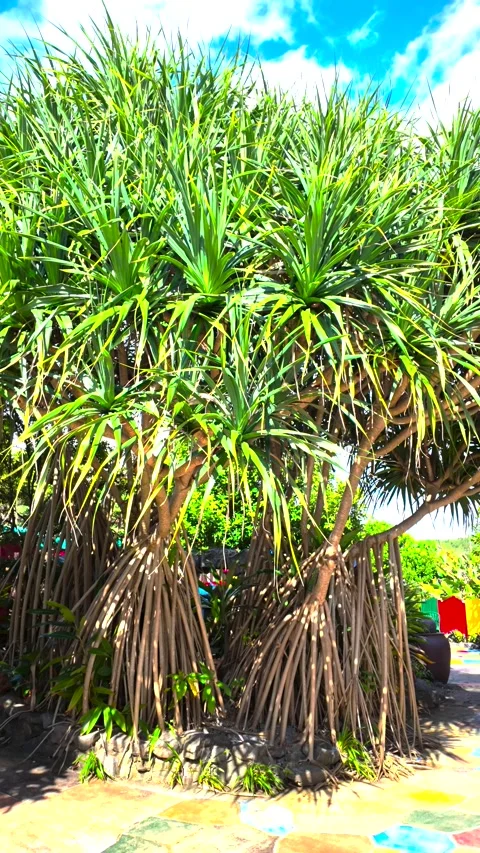 Slow Motion Vertical Shot of a Pandanus Tree Under a Blue Sky Stock Footage 299650460