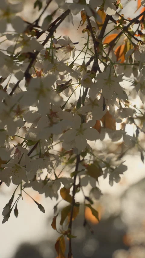 Slow motion vertical of sun flare shining through sakura branches. Video stock 268122782
