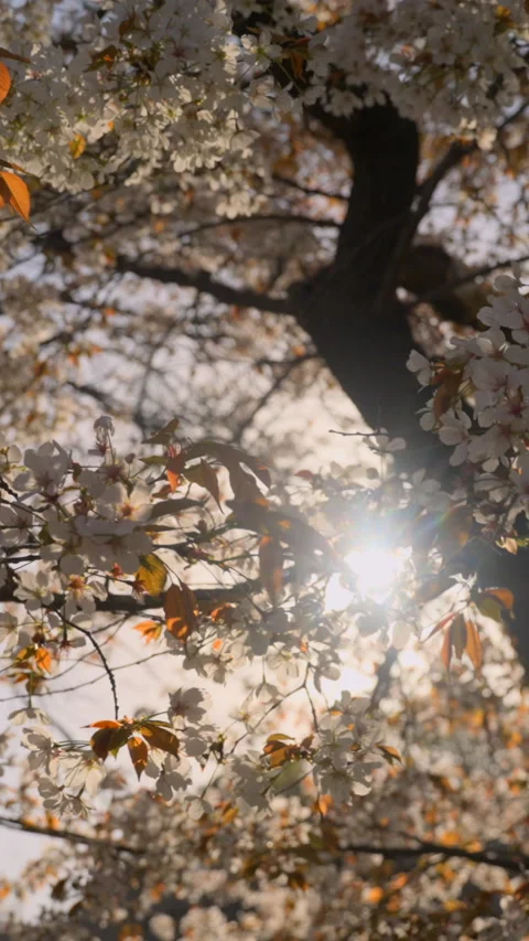 Slow motion vertical of sunburst through sakura branches Video stock 268123818