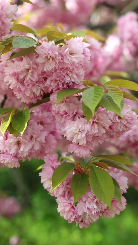 Slow motion vertical video of Cherry Blossom in Berlin in the Wind Stock Footage 291162237