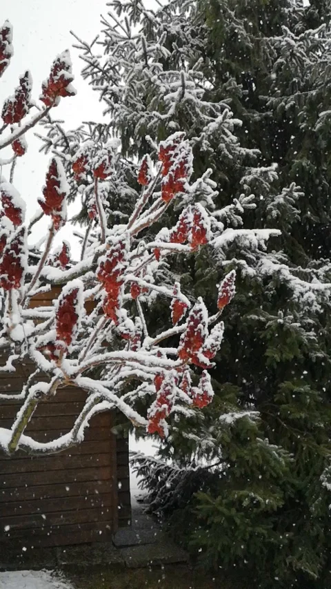 Slow-motion vertical video of snow falling against sumac tree in winter, Europe Stock Footage 125628049