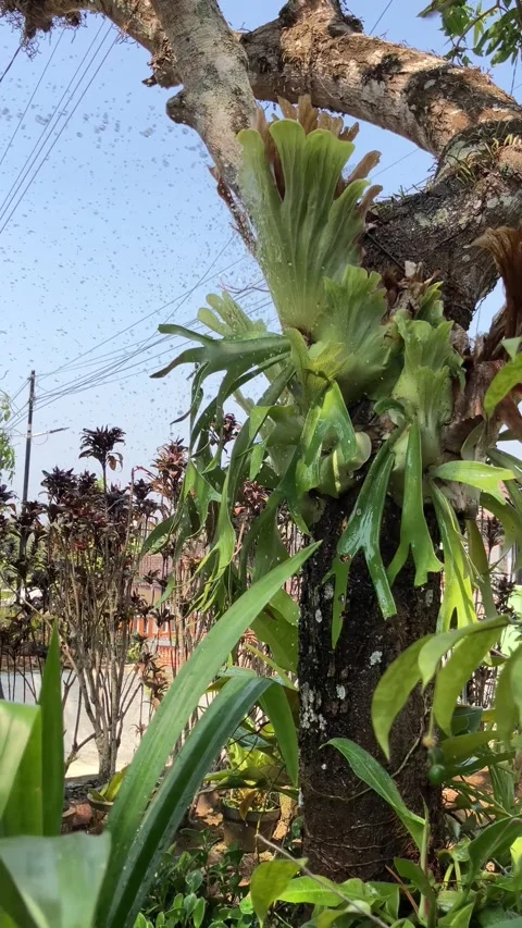 Slow Motion Vertical Video Of A Staghorn Fern On A Tree Trunk Being Watered. Stock Footage 346543289