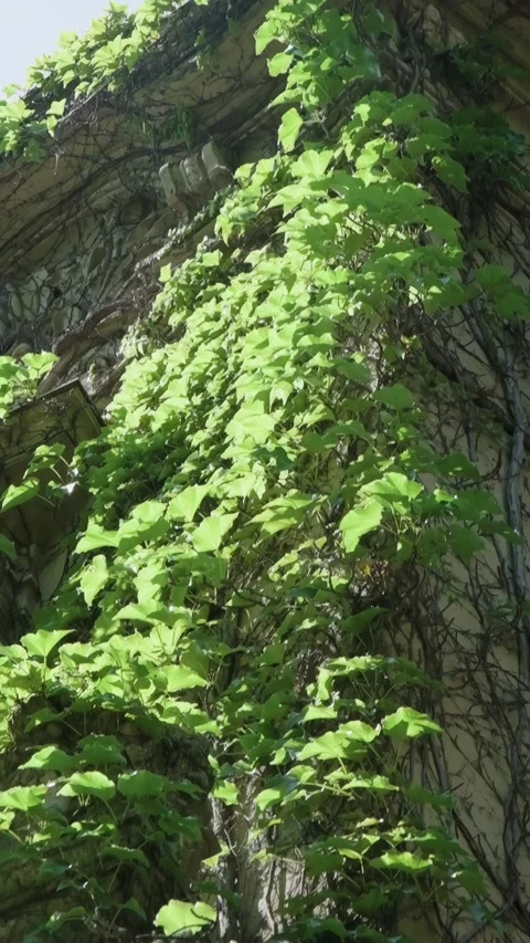 Slow motion vertical view of green ivy leaves densely covering an old stone Stock Footage 342858254