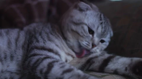 SLOW MOTION: very cute cat is washing himself. Furry funny cat licks his paw and Stock Footage 68546499