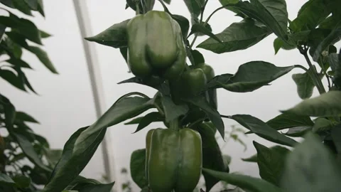 Slow motion of vibrant green bell peppers Video stock 296799870