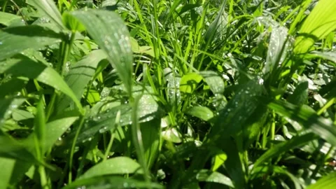 Slow motion of vibrant green grass that is still wet Stock Footage 320916034