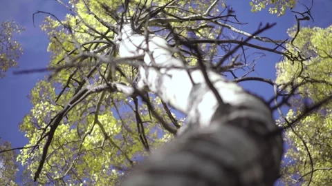 Slow Motion Video of an Aspen Tree Stock Footage 147999399