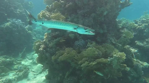 Slow motion video of  barracuda fish, barracuda, sea pike Stock Footage 168020861