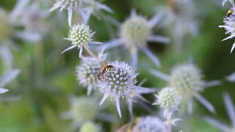 Slow motion video of beautiful blue Eryngium flower plants Stock Footage 246471698