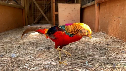 Slow motion video of a beautiful pheasant golden red. Video stock 115565101