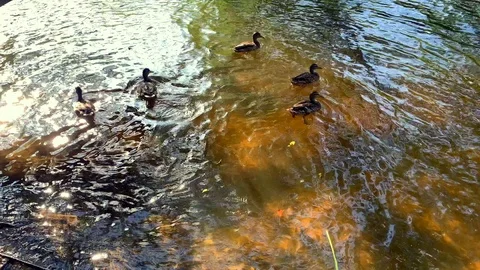 Slow motion video of a beautiful pheasant silver. Video stock 115565157