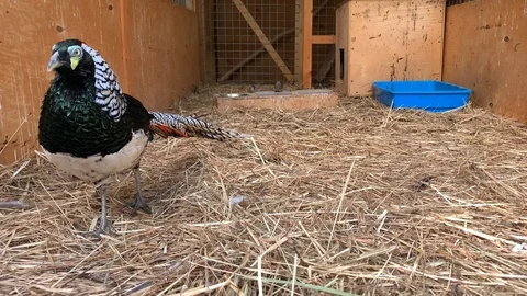Slow motion video of a beautiful pheasant diamond Video stock 115565161