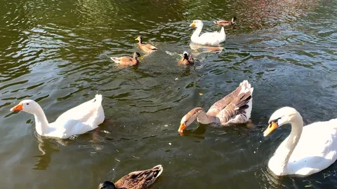 Slow motion video of beautiful white swans and ducks swimming in a pond Stock-Footage 115696555