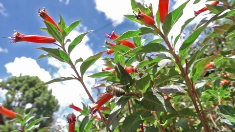 Slow motion video of a bee in mid flying Stock Footage 69844130