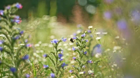 Slow motion video of bees collecting honey from beautiful blue combs. Video stock 204848860