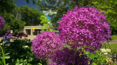 Slow motion video of bees flying around giant purple onions on a summer day Stock-Footage 278198744