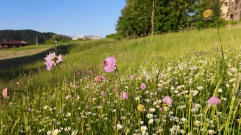 Slow Motion Video of Bees on Wildflowers in a Sunny Italian Countryside Video stock 336355671