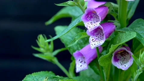 Slow motion video of biennial foxglove flowers growing in the garden Stock Footage