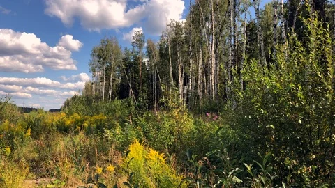 Slow motion video of a birch forest and a glade of beautiful yellow flowers 스톡 동영상 116170823